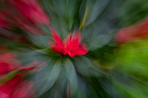 Zoom burst (eine ICM Technik) einer kräftig roten Blüte und ihrer tief grünen umliegenden Blätter. Dabei sieht es aus, als würde alles um die Blüte herum wegfliegen.