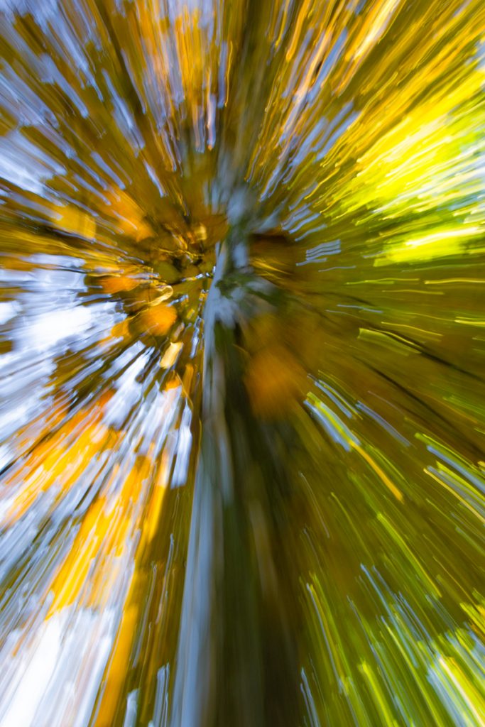 Zoom Burst Bild einer Birke im Herbst. Mit dieser ICM (intentional camera mevement Technik erreichst Du, dass alles aus der Mitte heraus wegzufliegen scheint. Dabei wirkt es wie hier im Bild, wenn kräftige Farben wie hier das gelb und orange und grün das Bild bestimmen. Der Stamm ist noch deutlich zu erkenne. Die Blätter nur noch als "Strahlen"