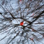 Zoom burst eines einzelnen roten Blattes in kahlen Zweigen gegen einen hellblauen Himmel. Bei dieser ICM (intentional camera movement) Technik erscheint alles als würde es von einem zentralen Punkt wegfliegen. Nur das rote Blatt wirkt als Ruhepunkt im Astgewirr.