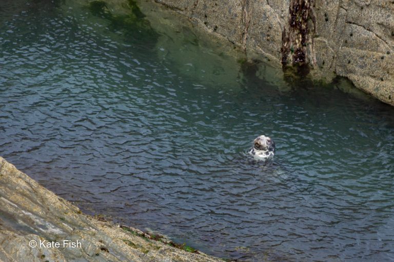 Robbenkopf aus dem blauen Wasser tief unter der Steilküsteschauend