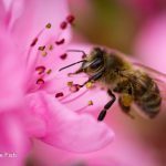 Biene Nektar saugend in rosa Blüte - Beispiel für mögliches Resultat eines Fotografie Kurs in Makrofotografie im Vorfrühling oder für Insektenfotos