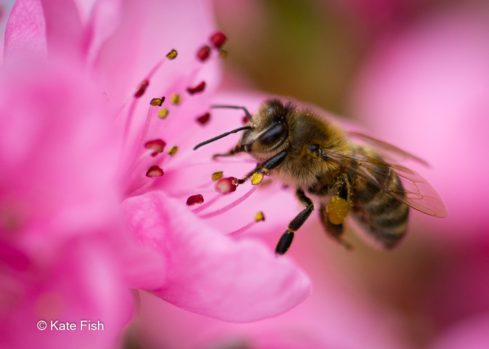 Biene Nektar saugend in rosa Blüte - Beispiel für mögliches Resultat eines Fotografie Kurs in Makrofotografie im Vorfrühling oder für Insektenfotos