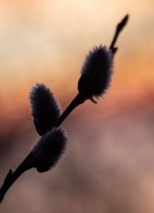 Weidenkätzchen vor untergehender Sonne mit schönem Bokeh - Beispiel für Makrofotos in Dresden