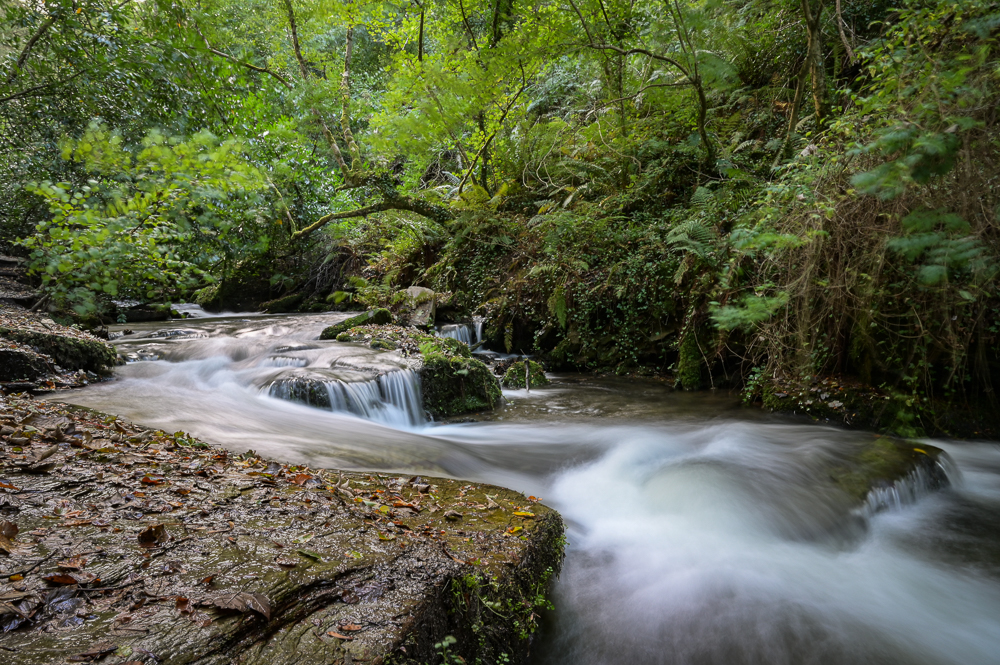 Kreative Landschaftsfotos: Fluss mit S-Kurve im Wald durch Langzeitbelichtung verwischt
