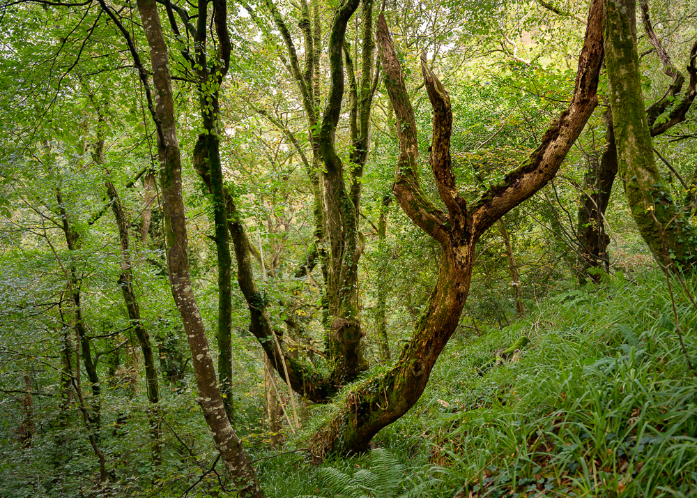 Baumgesicht im Wald in der Nähe von St. Nectans Glen Baum der aussieht wie ein fliehender Geist