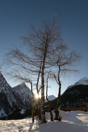 Winterlandschaft fotografieren - Gegenlichtaufnahme mit Birke im Vordergrund, Sonne mit Strahlen dahinter hervorlukend und Berge im Hintergrund. Aufgenommen in Saas-Fee als Beispiel für den Fotografie Kurs -Schöne Winterbilder