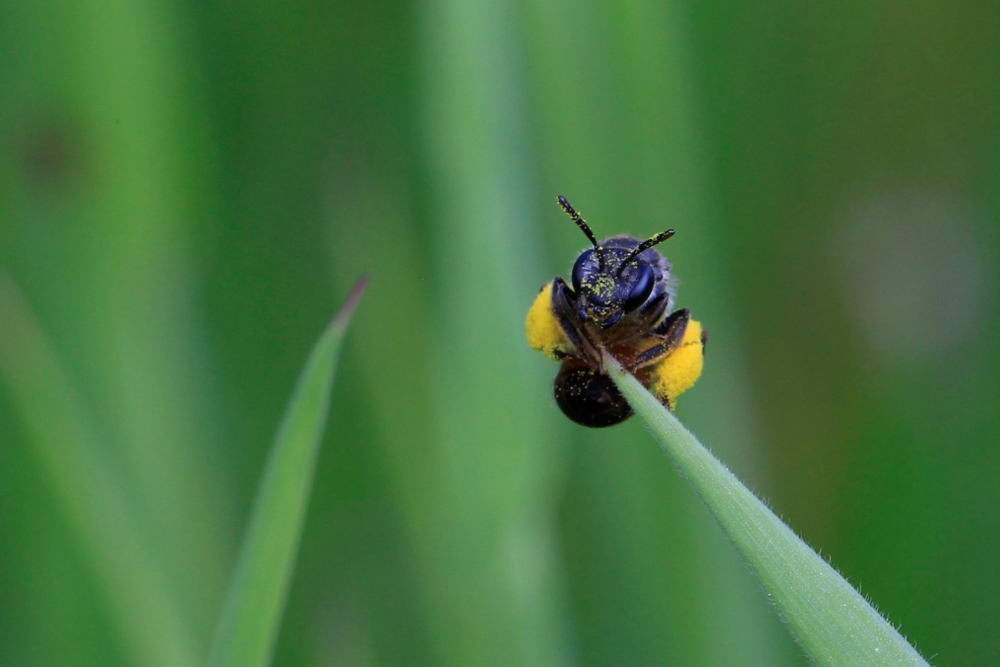 Biene mit Pollen auf einer Grashalmspitze als Beispiel für Makrofotos und Insektenfotos in Dresden