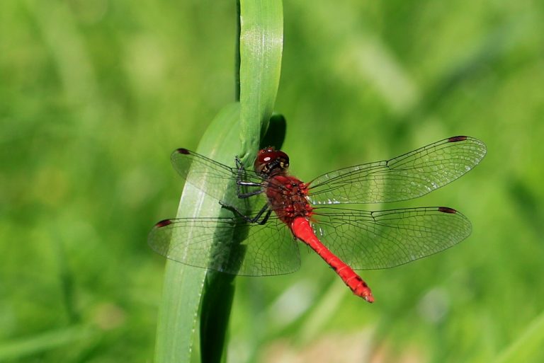 Insektenfotos Beispiel Rote Heidelibelle an grünem Grashalm in grüner Wieseh