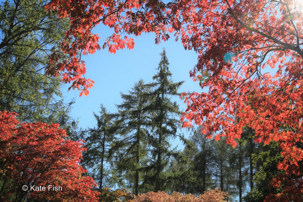 Nadelbäume eingerahmt von rotem Ahorn aufgenommen im Westonbirt Arboretum (England)als Beispiel für Bildgestaltung - Motiv einrahmen oder für bessere Waldfotos