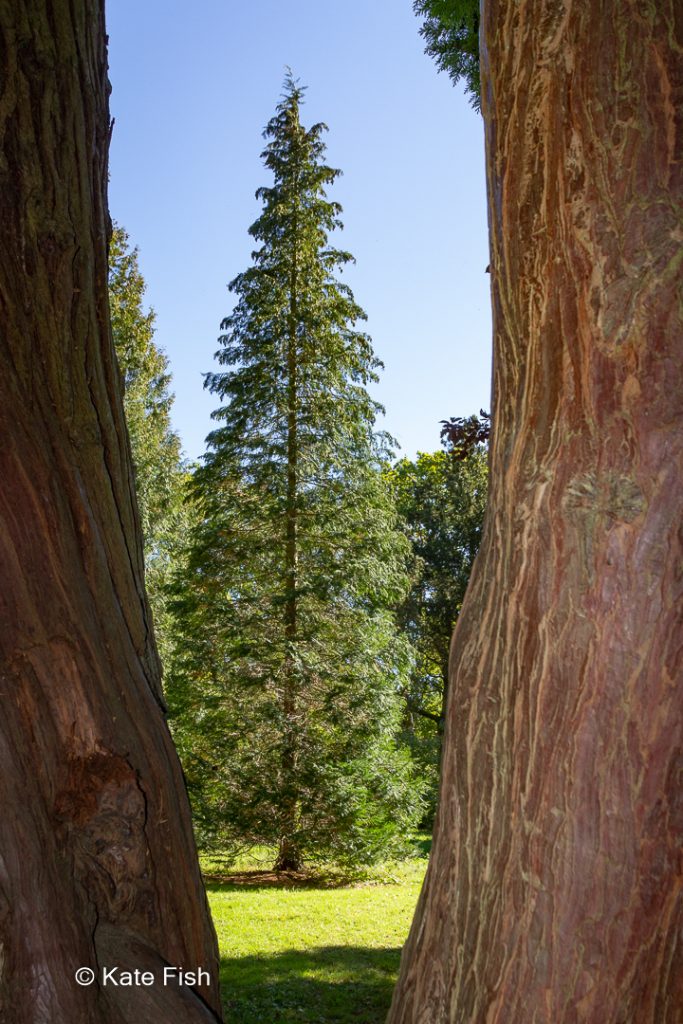Tanne durch zwei Bäume (nur Stämme mit schöner Rinde und rötlichbraunem Farbton) hindurch fotografiert im Westonbirt Arboretum (England) als Beispiel für eine Bildgestaltung - Motiv einrahmen