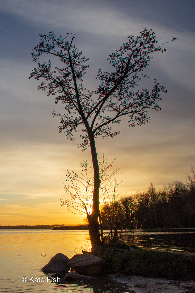 Fotografie Kurs zu Lanschaft vor der Haustür, Baum am See als Silhouette in der Abendsonne mit Schilf im Hintergrund und goldenem Licht