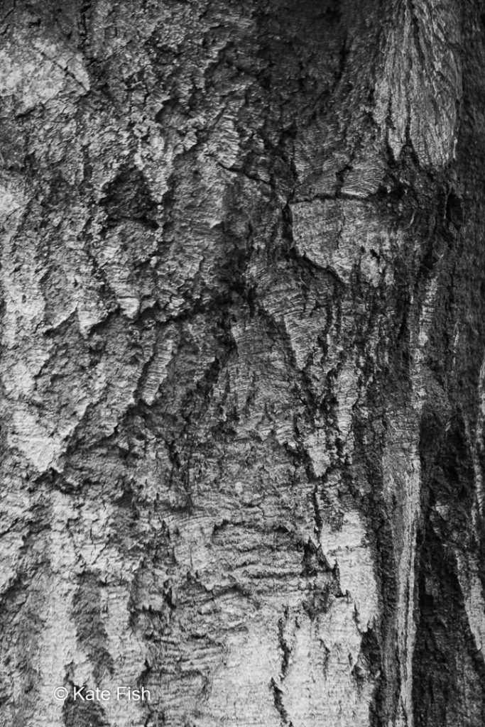 Ein schwarz weiß Foto eines Baumgesichtes in einer Baumrinde,. Zei Augen durch abgebrochene Rindenstücke und ein Mund aus alten Einschnitten