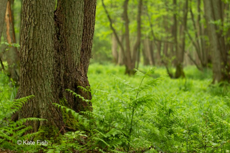 Baumstamm im Vordergrund und unscharfer Hintergrund durch weit geöffnete Blende als Beispiel fürs Meistern der grünen Hölle beim Fotografieren im Wald