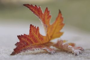 Frostiges rot gelbes Ahorn-Blatt mit geringer Tiefenschärfe und Fokus auf dem Frostrand als Beispiel für ein Detailfoto im Winter und aus dem Fotografie Kurs Makrofotografie im Vorfrühling