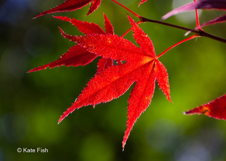 rotes Ahornblatt am Baum vor grünem Hntergrund als Beispiel für ein Bild aus dem Fotokurs Makrofotografie im Herbst