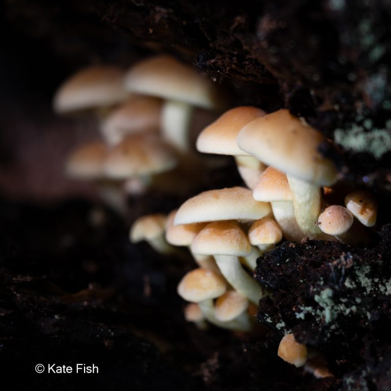 Pilze auf Totholz Detailfoto als Waldfoto