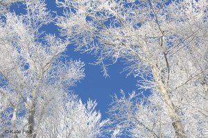 Blick in frostige Baumkronen einer Winterlandschaft für bessere Waldfotos