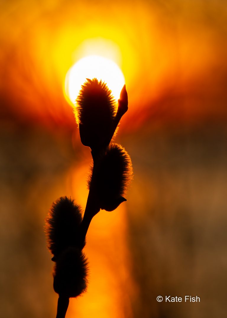 Silhouette von Weidenkätzchen mit Sonnenuntergang als Bokeh fotografiert