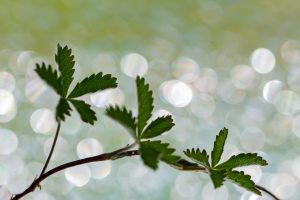 Fingerkraut mit 3 Blättern vor leuchtendem Bokeh aus weißen Kreisen