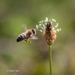 Insektenfotos - Biele im Flug auf eine Wegerichblüte