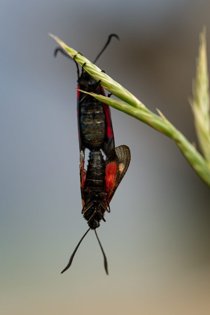 Blutströpfchen bei der Paarung an Grashalm hängend als Beispiel für ein Insektenfotos Projekt von paarenden Insekten