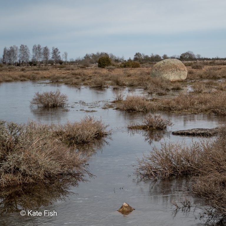 Karge Steppenlandschaft mit Wasserlachen, fast noch gefroren, eine kratzbürstige Schönheit auf der Insel Öland meiner Nr. 5 der Fotolocations in Schweden
