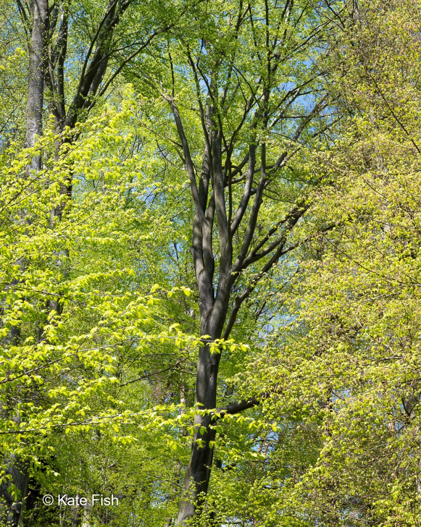 Unterschiedliche leuchtende Grüntöne der Bäume im Frühjahr zeigen die Herausforderungen beim Fotografieren im Wald