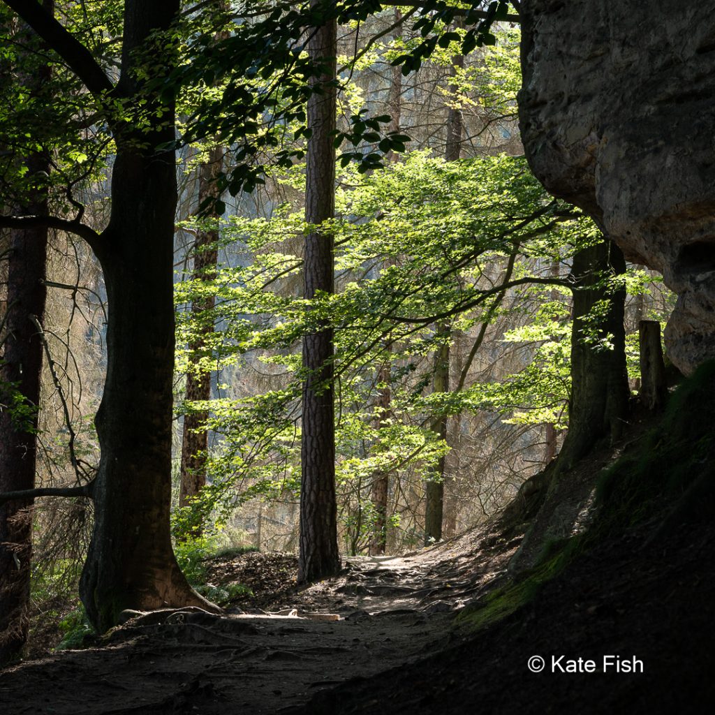 Lichtschneise auf einen beblätterten Ast um das Fotografieren im Wald nicht zur grünen Hölle werden zu lassen beim Wandern in der Sächsischen Schweiz
