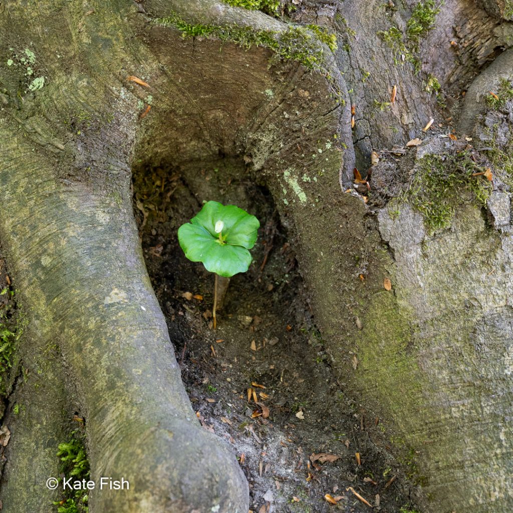Ein Baumschößling umrahmt von großen Wurzeln als Beispiel für bessere Waldfotos beim Achten auf Details am Boden