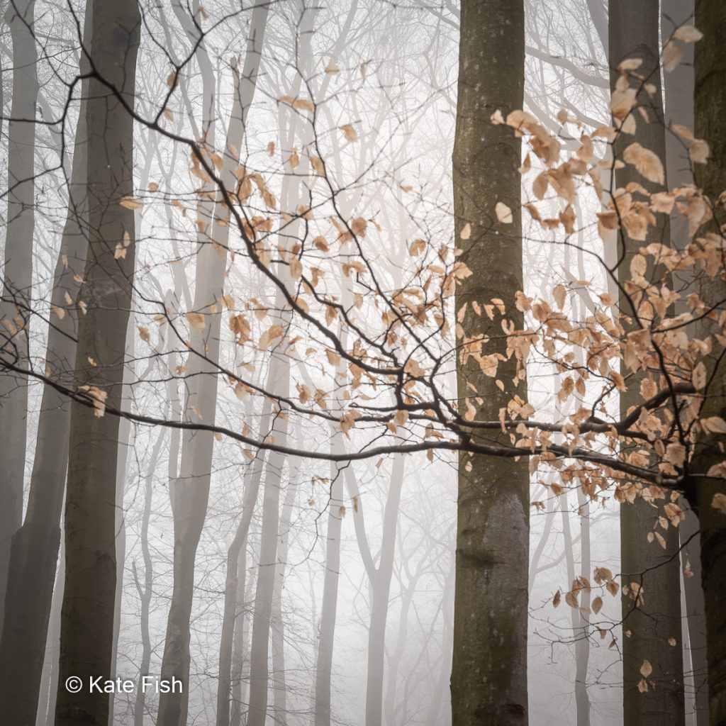 Fotografieren im Wald im Nebel und im Herbst oder Winter zur Vermeidung einer grünen Hölle