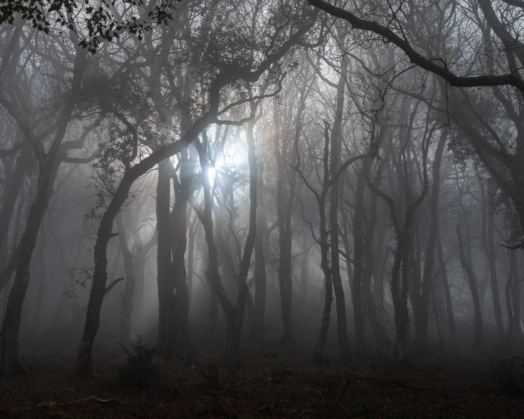 In England Fotografieren im Wald mit Nebel ungewöhnlich, aber schön