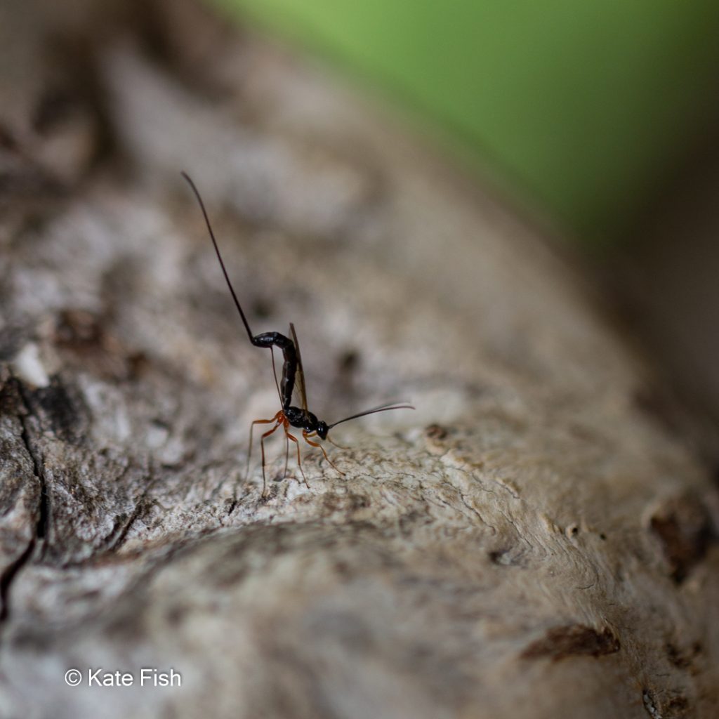 Insekt am Baum als Beispiel für ein besseres Waldfoto aus schönem Detail