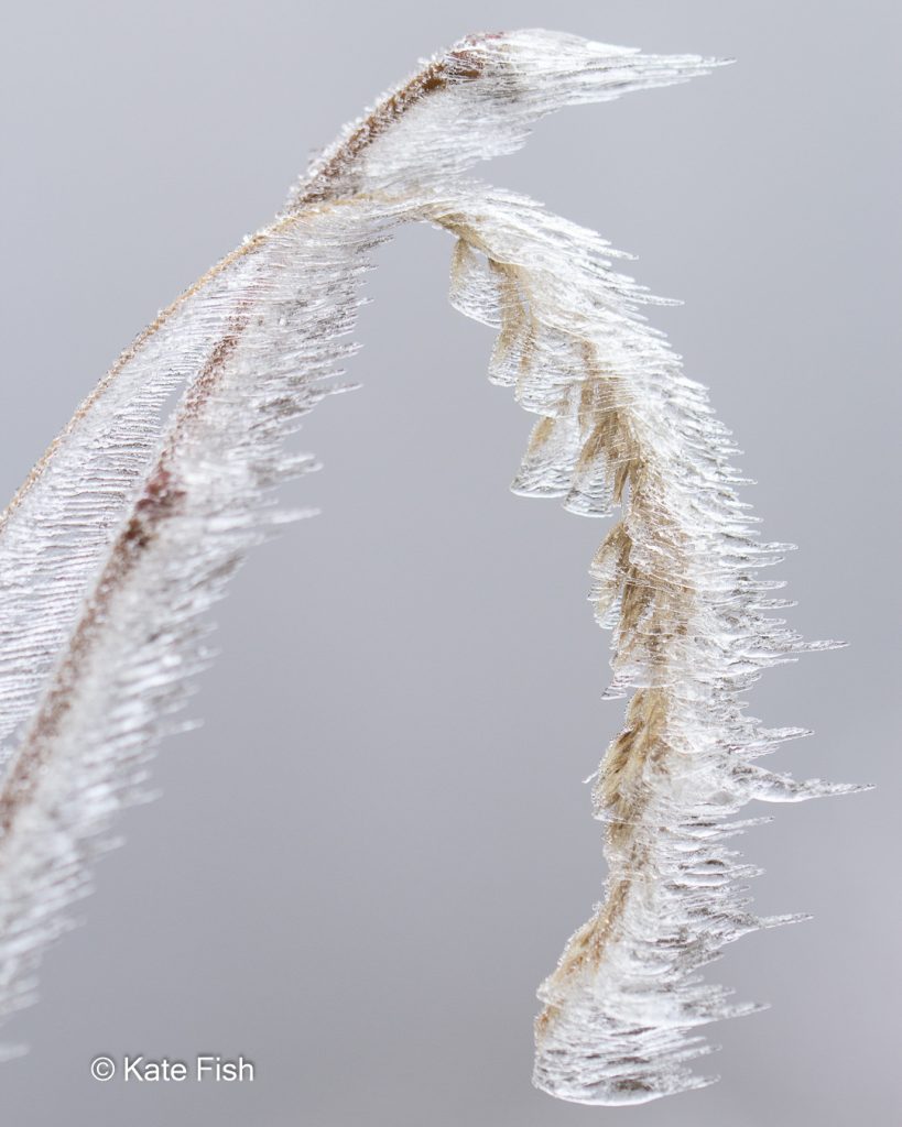 Nahaufnahme im Winter von extrem langen Frostnadeln an einem Grashalm