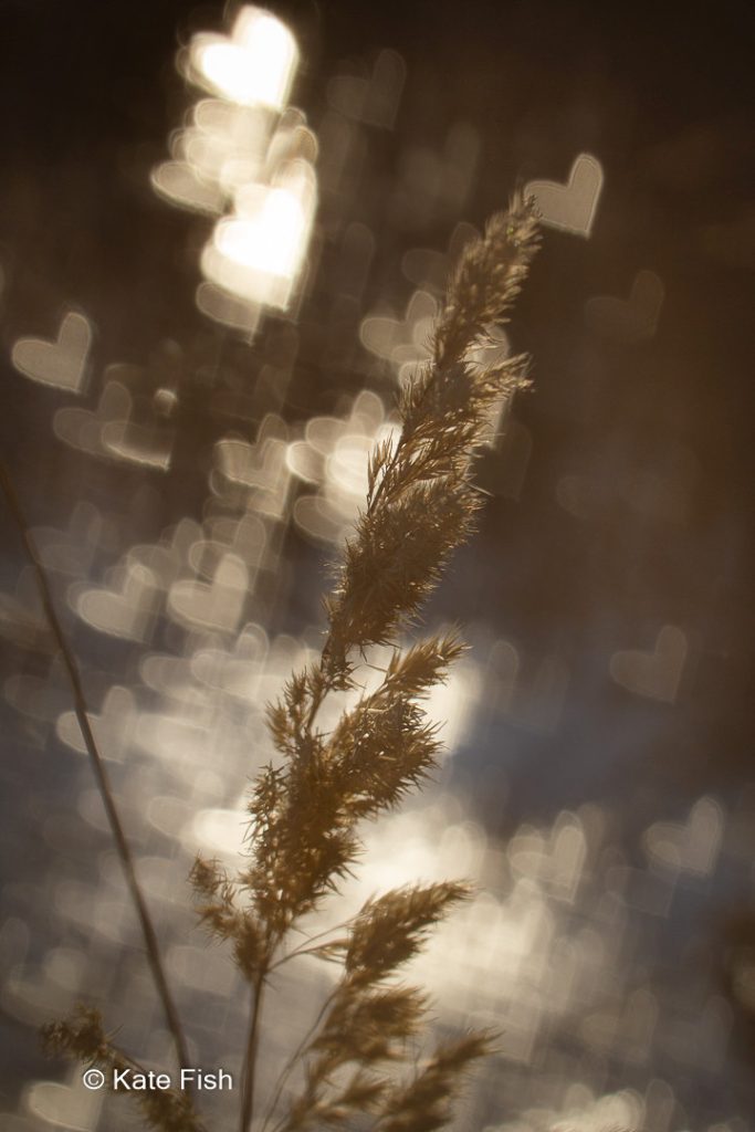 Nahaufnahme im Winter als Beispiel für Pfalnzen fotografieren kreativ mit Bokehschablone und dadurch Herzenumrundet