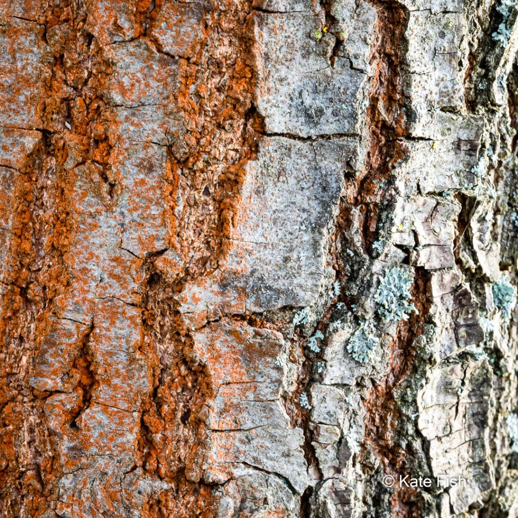 Farbspiel aus rostbraun und türkis auf einer Kiefernrinde mit rissiger Struktur als Beispiel für Strukturen und Muster im Winter