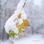 Nahaufnahme im Winter von Schnee auf gelben Blättern am Baum mit unscharfer Landschaft im Hintergrund