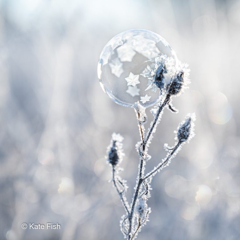 Nahaufnahmen im Winter - gefrorene Seifenblase mit blumenartigen Eiskristallen auf frostiger Pflanze