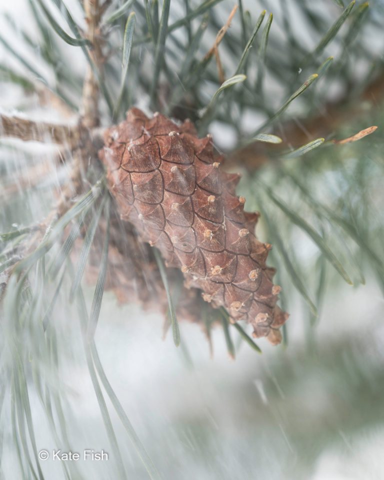 Kiefernzapfen als Beispiel für Pflanzenteile und Pflanzen fotografieren im Winter und Nahaufnahmen ohne Makroobjektiv