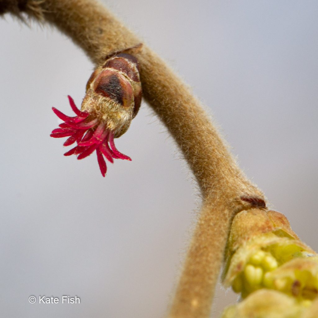 Pflanzen fotografieren im Winter, da diese unscheinbaren weibl. Blüten der Hasel genau wie die auffälligen Haselkätzchen schon im Januar blühen