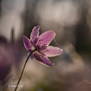 Frühblüher fotografieren funktioniert nicht aus jeder Perspektive. Hier ein Buschwindröschen von Hinten im Gegenlicht.