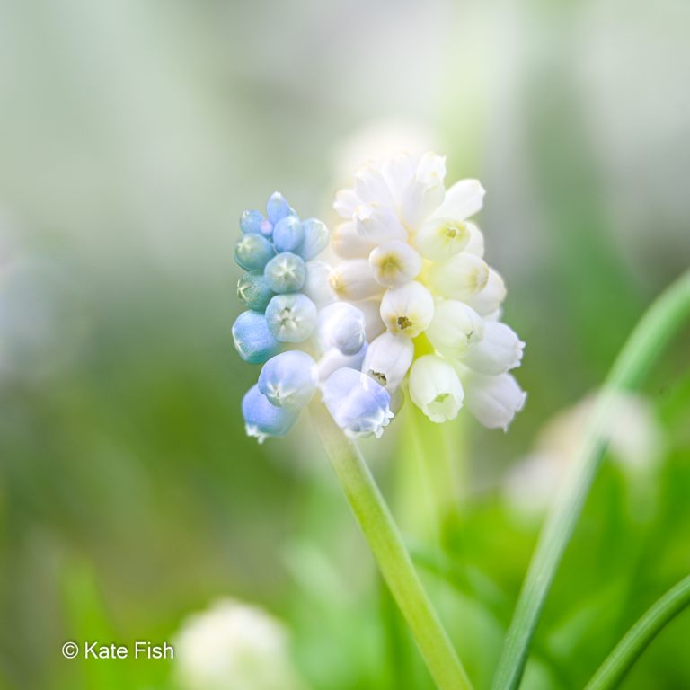 Frühblüher fotografieren dazu gehört, dass du weißt, wann und wo du z.B. blaue und weiße Traubenhyazinthen findest.
