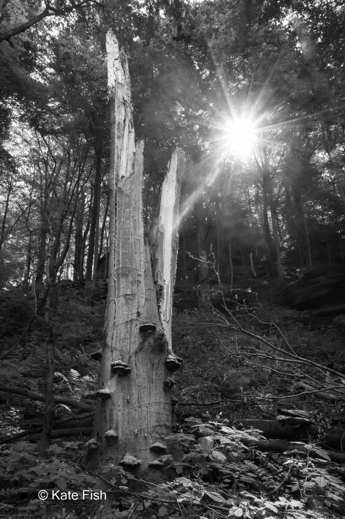Schwarzweißfotografie lebt von starken Kontrasten wie hier vom dunklen Wald zum leuchtenden Sonnenstern