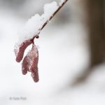 Haselblüten mit Schnee drauf in meiner Makrozeit, d.h. Zeit die ich mir für Makrofotografie auch im Winter nehme, fotografiert