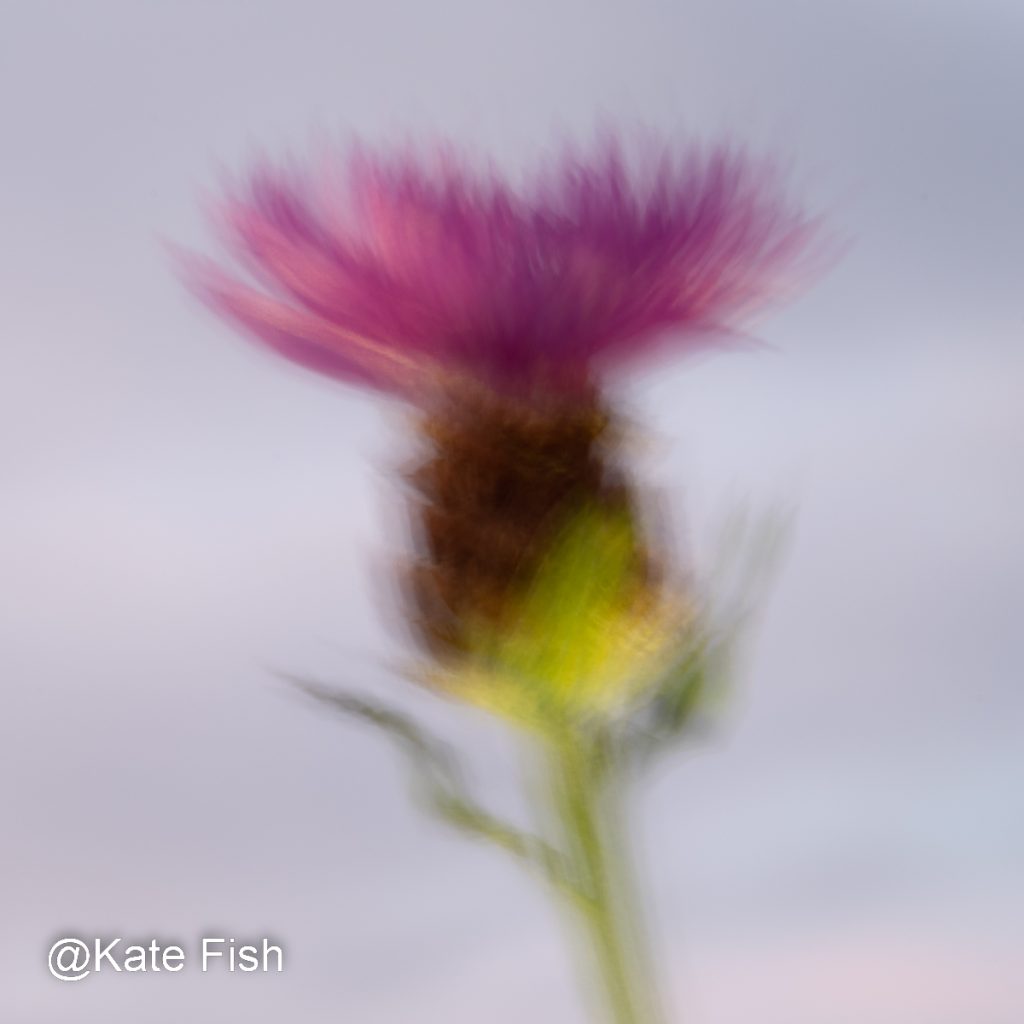 Kreative Fotografie - ICM durch minimale Bewegung der Kamera betont die Farbigen Flächen statt der Details hier als Beispiel zum heimische Pflanze fotografieren eine Flockenblume