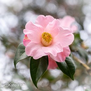 Kamelie mit Blasenbokeh für eine frühlingshafte leichte Stimmung als Beispiel für Bokeh fotografieren im Gegenlicht.