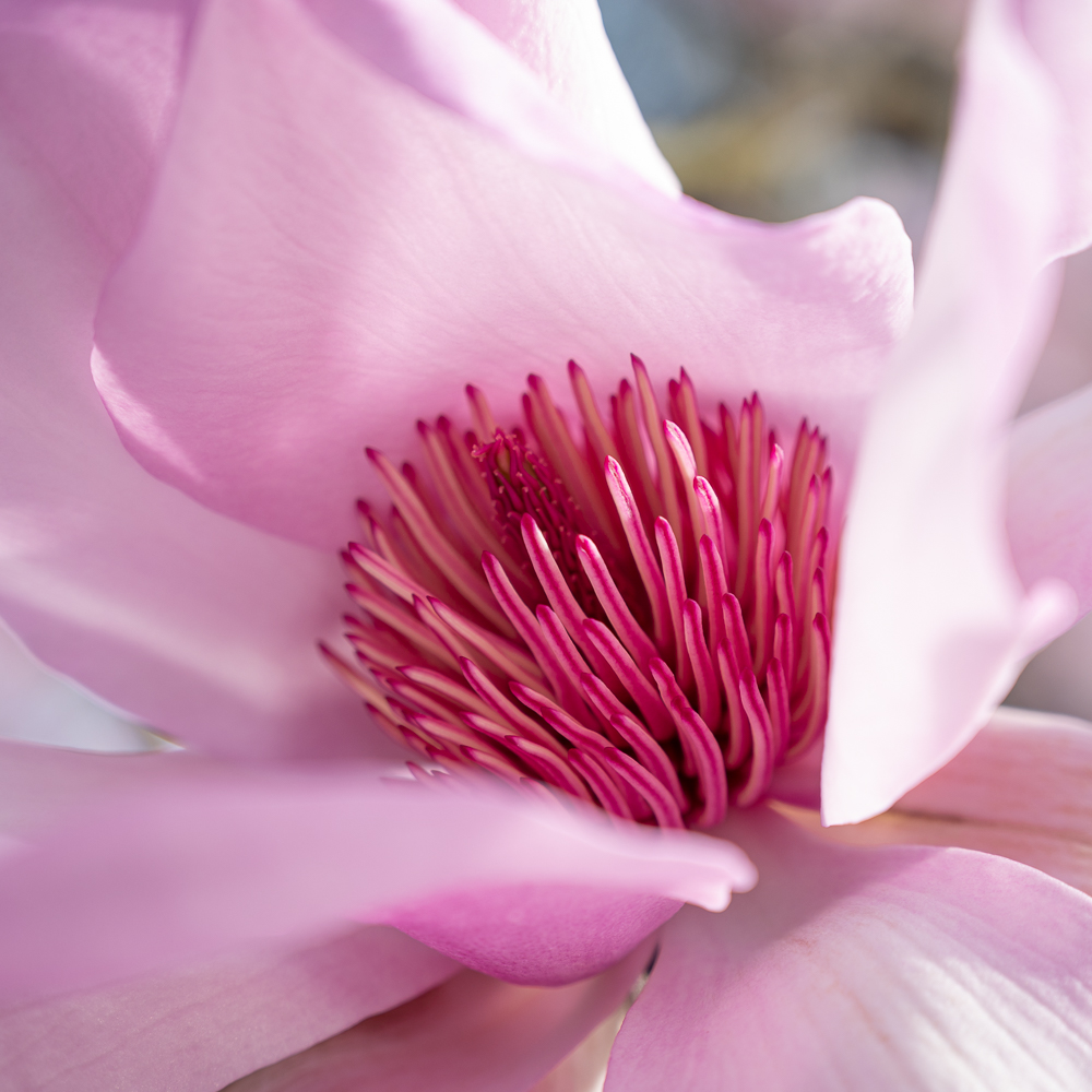 Das Blüteninnere einer Magnolie als Beispiel für die Auswahl eines Details beim Blüten fotografieren