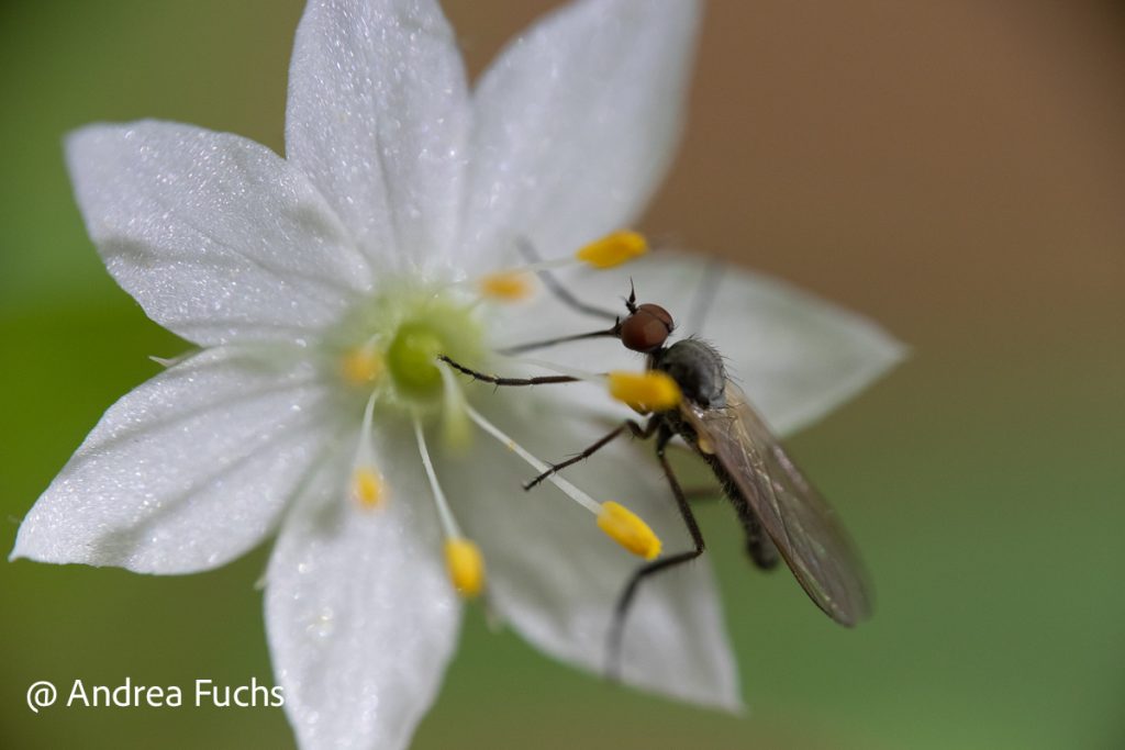 schön scharfe Fliege auf Blüte mit 42mm und Achromat als Alternative zum Makroobjektiv fotografiert und damit ein Beispiel für eine Nahaufnahme ohne Makroobjektiv