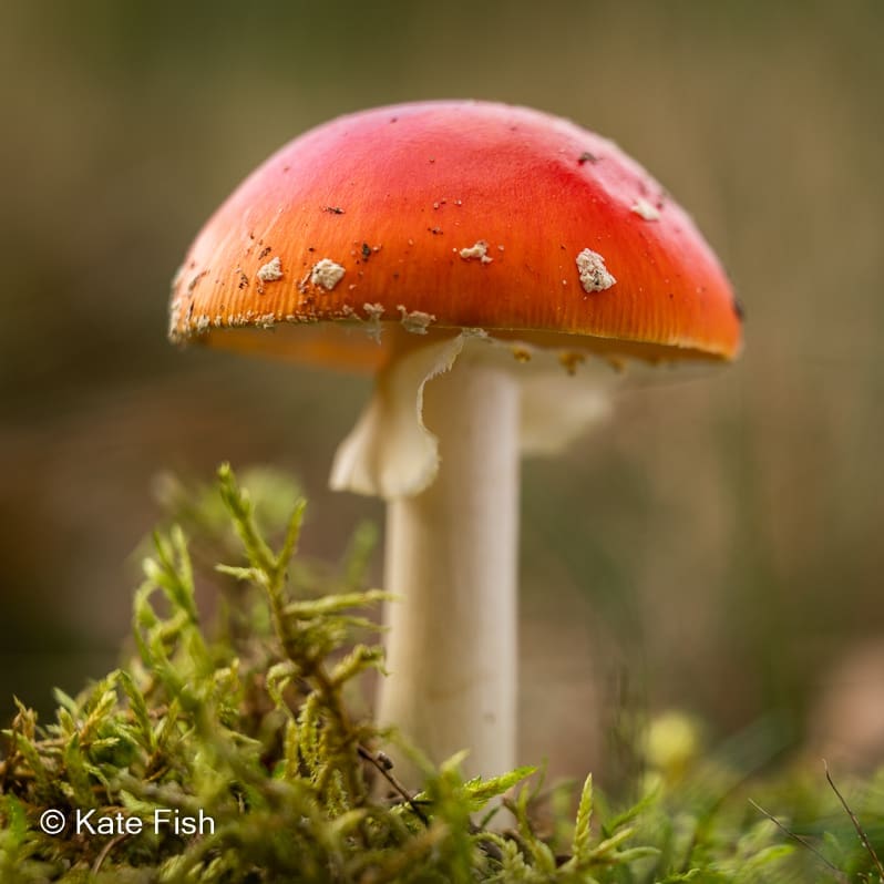 Pilze fotografieren mit Fotostacking und aufwändigem Aufräumen von Blättern und Zweigen, aber nur so sieht der Fliegenpilz richtig schön aus.