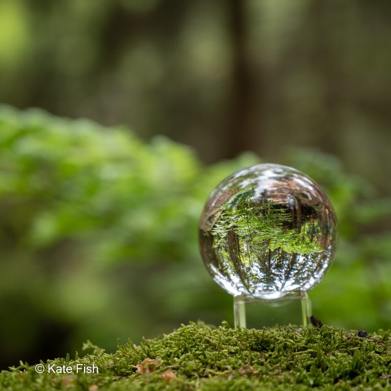 Glaskugelfoto im Wald